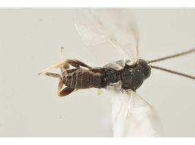 Apanteles mariachavarriae - dorsal.jpg