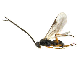 Glyptapanteles sp1.jpg